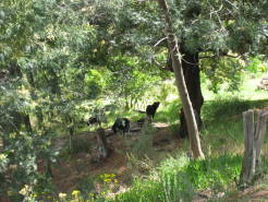 garden27