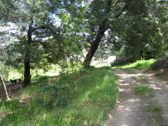 garden29