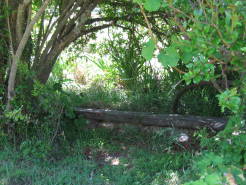 garden37