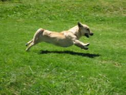 dogs12