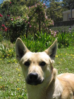 dogs13