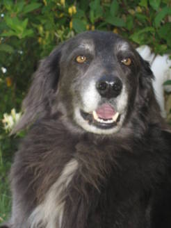 dogs14