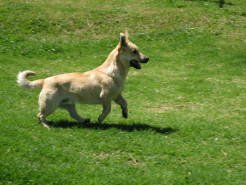 dogs15