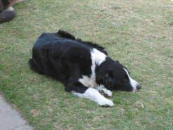 dogs2