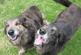 dogs8
