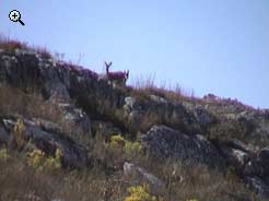Fauna