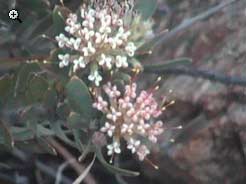 flora
