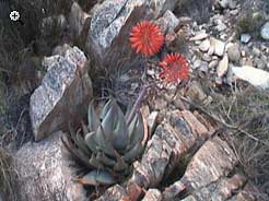 flora