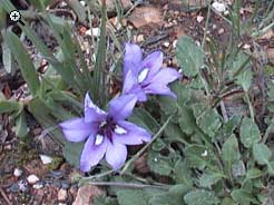 flora