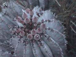 Flora