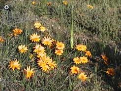 flora