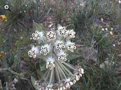 flora