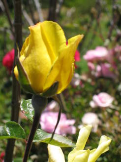 flora2small2
