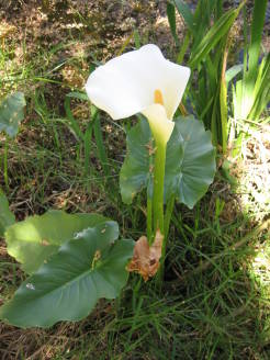 flora3small